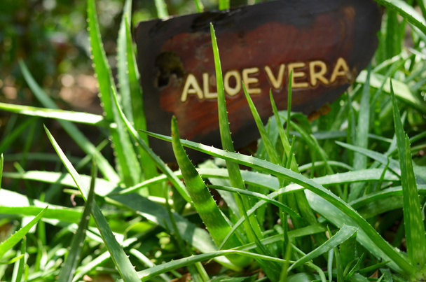 zbliżenie aloe vera - Zdjęcie, obraz