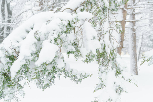 χειμερινό πάρκο της πόλης, δέντρα και κλαδιά κοντά στο χιόνι, χιονοθύελλα και χιονόπτωση - Φωτογραφία, εικόνα