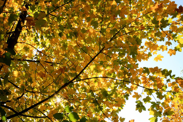 Prawdziwy jesienny krajobraz - złoty klon ze światłem słonecznym na słonecznej łące. Góry Stołowe, Park Narodowy w Polsce - Zdjęcie, obraz