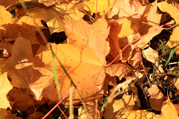 Fallen autumn maple leaf. Gold autumn, Indian summer. - Photo, Image