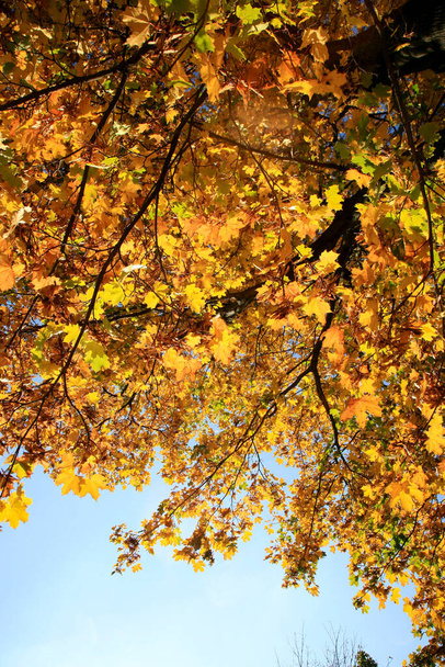 Real Autumn landscape - golden maple tree with sunlight on sunny meadow. Stolowe Mountains, National Park in Poland - Valokuva, kuva