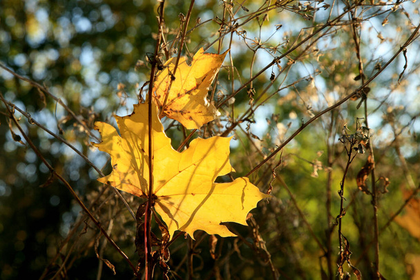 Fallen autumn maple leaf. Gold autumn, Indian summer. - Photo, Image