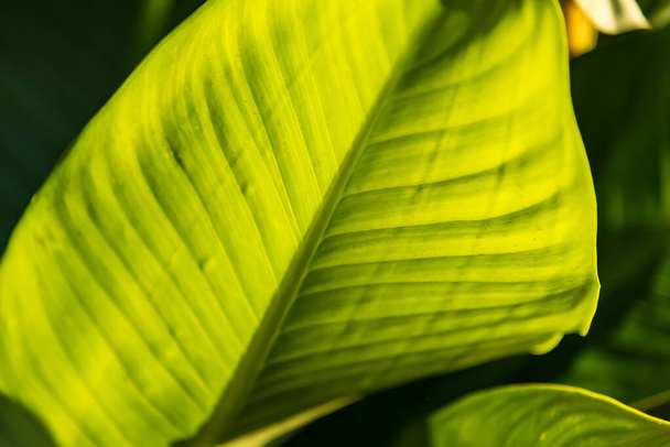Leaf green background wall leaves texture line plant fresh pattern closeup life tropical abstract.Abstract green background of leaf with shade and light. - Photo, Image