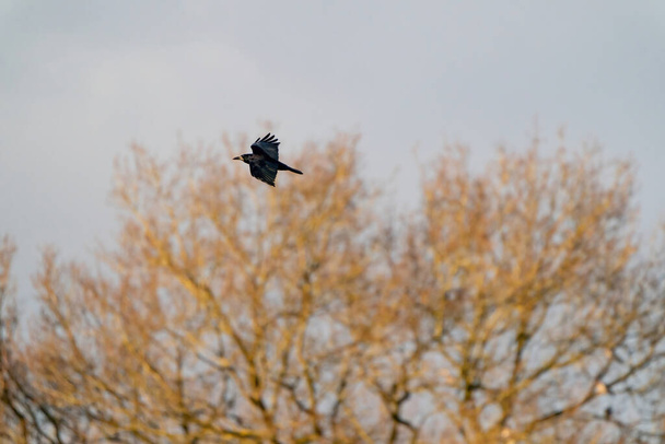 A crow flies in the blue gray cloudy sky above the treetops in winter - Photo, Image