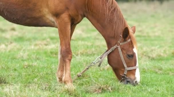 Krásný kaštanový kůň pasoucí se na zelené louce letní pole. - Záběry, video