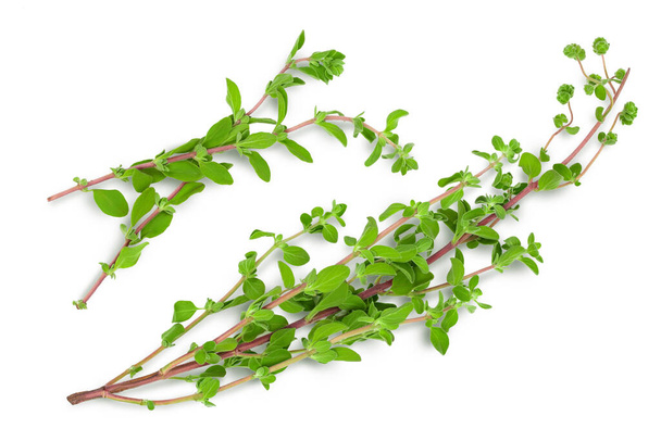 Oregano or marjoram leaves isolated on white background with clipping path and full depth of field. Top view. Flat lay - Photo, Image