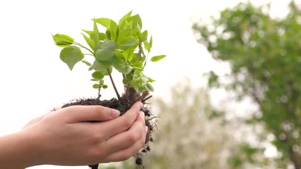 Un arbre planté est entre les mains d'un enfant. Croissance et agriculture nouveau concept de vie. Fille tient un germe vert dans ses paumes. Santé, soin de l'environnement pour la mère terre. Diversité biologique des plantes - Séquence, vidéo