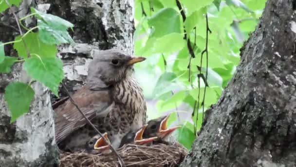 Zicht op een vrouwelijke lijster die op nestjes zit met open snavels in het nest en ze opwarmt in de regen. - Video