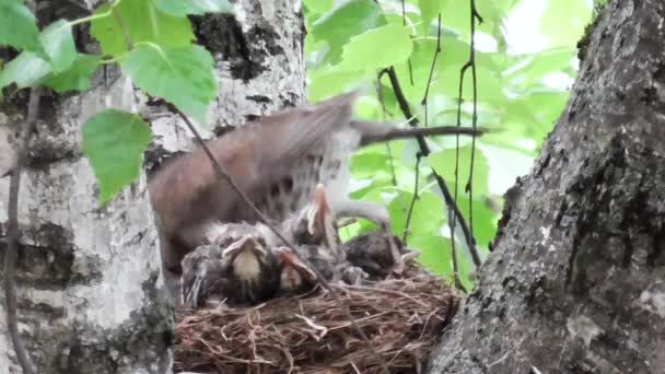 View of the nest of blackbirds with chicks being looked after the female. - Кадры, видео