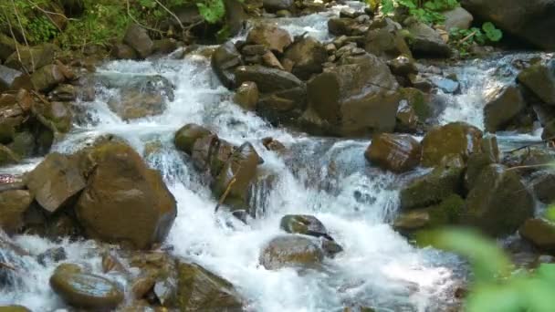Gros plan d'un petit ruisseau de montagne avec de l'eau bleue claire qui coule entre les pierres humides dans la forêt d'été. - Séquence, vidéo