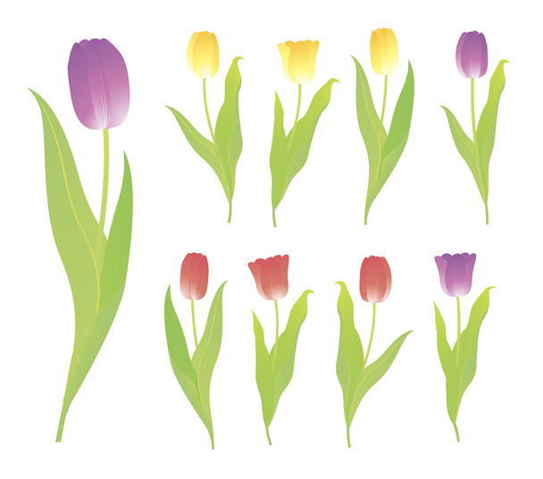 Tulips. Vector. - Vector, Image