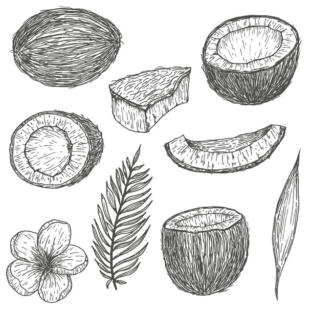 Set of vector hand drawn coconut. Tropical natural eco food in engraved vintage style. Design for branding package, textile. Cartoon illustration isolated on white background. - Vector, Image