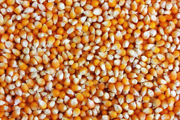 Corn background - Foto, Bild