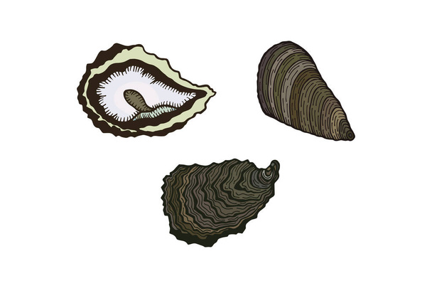 Mussels. Vector stock illustration eps10. Isolate on white background - Vector, Image