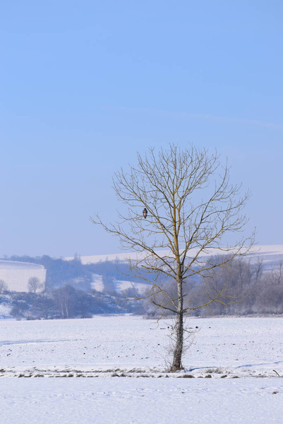a Běžný krkavec hlídá své území v zimě - Fotografie, Obrázek