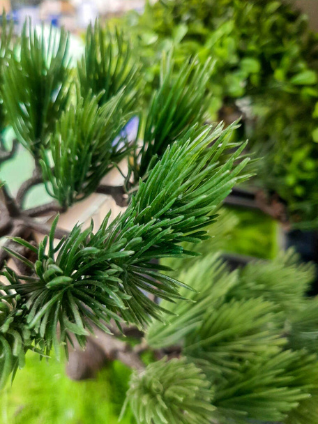Zweig einer grünen Zierpflanze aus Nadelholz, Wacholder - Foto, Bild