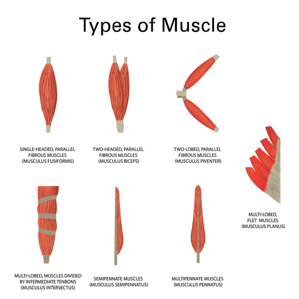 Tipos de músculos humanos, medicina vectorial realista - Vector, Imagen