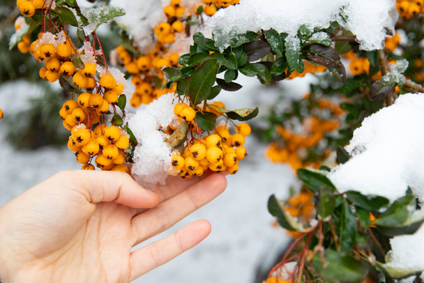 Желтые ягоды под снегом. Алый жар (Pyracantha coccus). Желтые алые ягоды огненной шипы в природе. Выборочный фокус. Зимнее время. - Фото, изображение