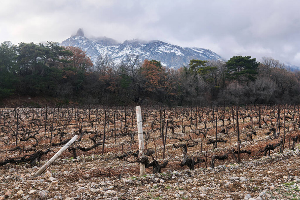 viti tagliate per l'inverno in vigna sullo sfondo delle montagne invernali - Foto, immagini
