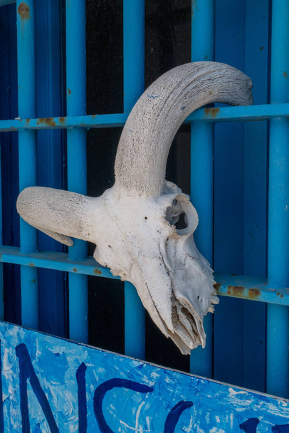 Mavi duvarda asılı hayvan iskeleti - Fotoğraf, Görsel