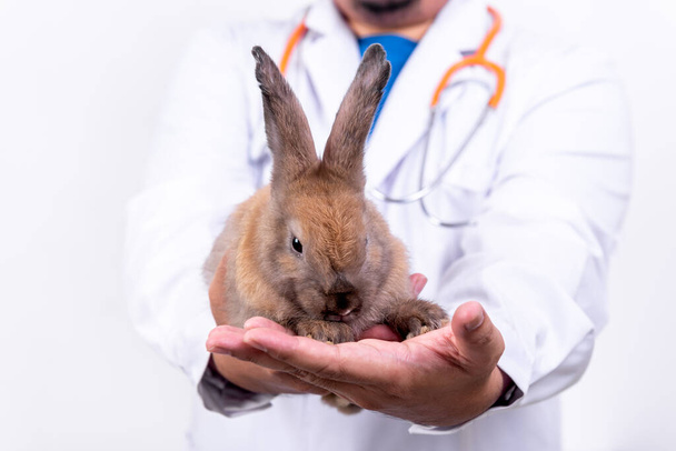 Маленький коричневий кролик, ігристі очі Це було в руках ветеринара, який лікував кролика хвороба, до концепції охорони здоров'я тварин
. - Фото, зображення