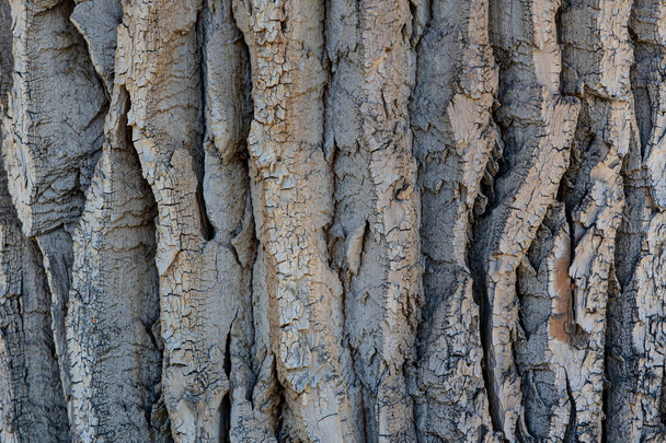  Populus ağaç gövdesi kabuğunun dokusu - arkaplan veya arkaplan - Fotoğraf, Görsel