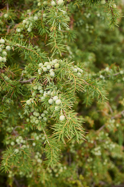 Juniperus communis branch close up with fruit - Photo, Image