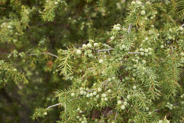 Juniperus communis Zweig aus nächster Nähe mit Früchten - Foto, Bild