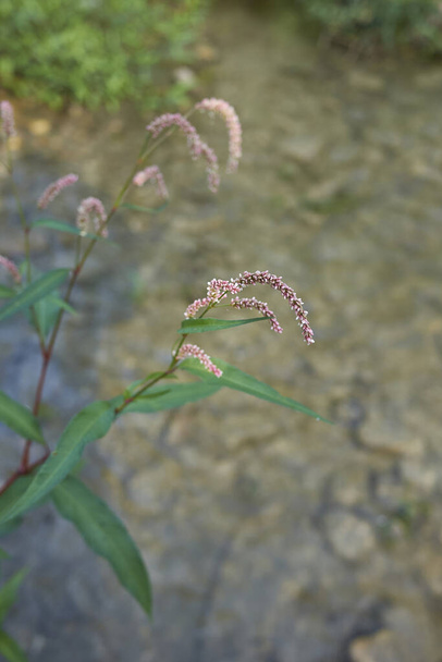 Persicaria lapathifolia plants in bloom - Photo, Image