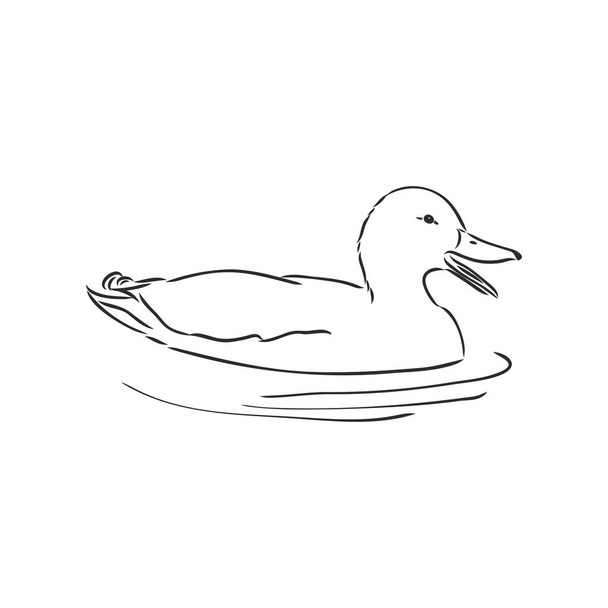 Hand drawn duck animal vector illustration. Sketch isolated on white background with pencil and label banner. duck, vector sketch on a white background - Vector, Image