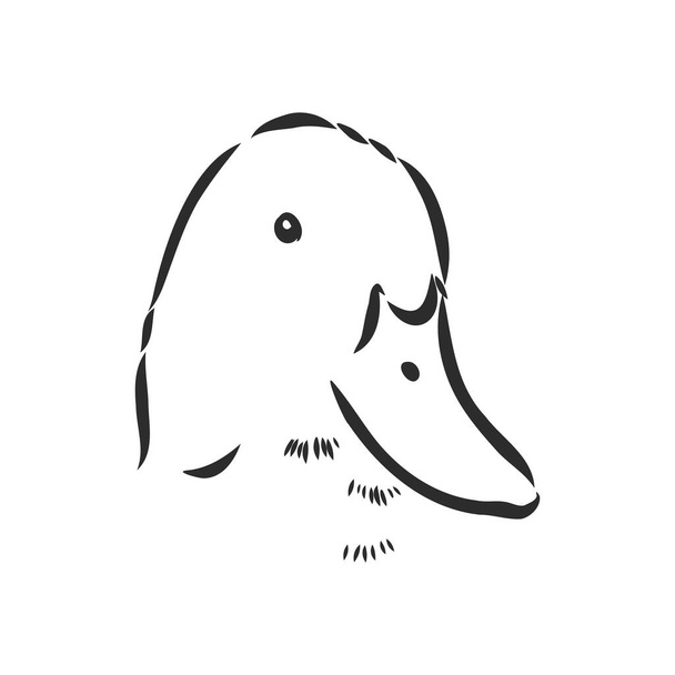 Pato dibujado a mano animal vector ilustración. Boceto aislado sobre fondo blanco con lápiz y banner de etiqueta. pato, dibujo vectorial sobre un fondo blanco - Vector, Imagen