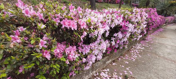 Close-up of pink flowering Rhododendron - Azalea shrub in spring, Sao Paulo, Brazil - Photo, Image