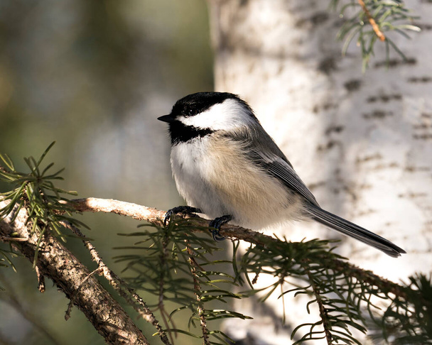 Chickadee close-up profile view perched on a fir tree branch with a blur background in its environment and habitat, displaying grey feather plumage wings and tail, black cap head. Image. Picture. Portrait. Chickadee stock photo. - Photo, image