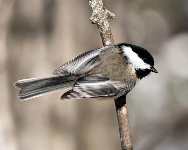 Chickadee close-up profile view on a tree branch with a blur background in its environment and habitat, displaying grey feather plumage wings and tail, black cap head. Image. Picture. Portrait. Chickadee stock photos. - Photo, Image