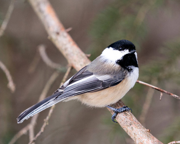 Chickadee close-up profile view on a tree branch with a blur background in its environment and habitat, displaying grey feather plumage wings and tail, black cap head. Image. Picture. Portrait. Chickadee stock photos. - Фото, зображення