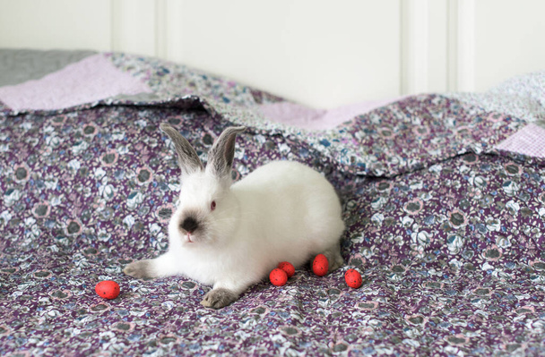 Beyaz Paskalya Tavşanı, kırmızı gözlü battaniye ve paskalya yumurtası. - Fotoğraf, Görsel