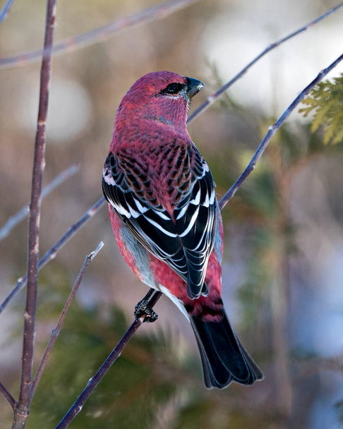 Pine Grosbeak close-up profile rear view, perched  with a blur background in its environment and habitat. Image. Picture. Portrait. Pine Grosbeak Stock Photo. - Фото, изображение