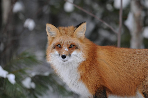 Rode vos hoofd schot kijken naar camera in het winterseizoen in zijn omgeving en habitat met wazige achtergrond. Hoofdschot. Fox Afbeelding. Afbeelding. Portret. Foto van Fox Stock. - Foto, afbeelding