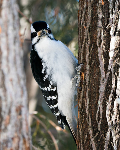 Woodpecker close-up profile view climbing tree trunk and displaying feather plumage in its environment and habitat in the forest with a blur background. Image. Picture. Portrait. Woodpecker Stock Photo. - Photo, Image
