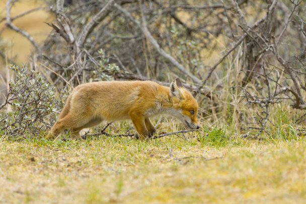 Un lindo cachorro de zorro rojo, vulpes vulpes, está explorando el mundo no muy lejos de su guarida - Foto, Imagen