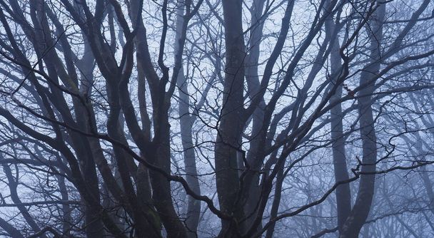 bosque brumoso de urbasa en la mañana - Foto, Imagen