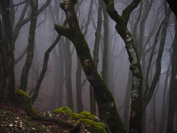 köd erdő urbasa reggel - Fotó, kép