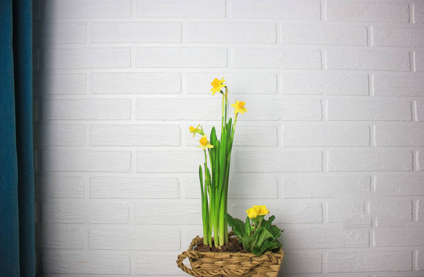 Žluté narcisy na pozadí bílé cihlové zdi v interiéru. Proutěný dřevěný koš s jarními květy na stole. - Fotografie, Obrázek