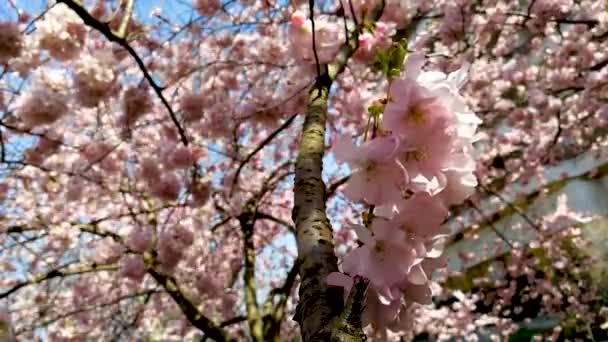Cherry branch with flowers in spring bloom. Spring Flowers. - Footage, Video