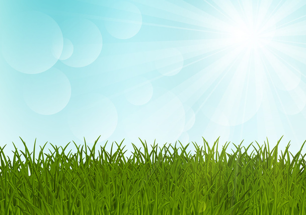 Green grass on sunny background - Vector, Image