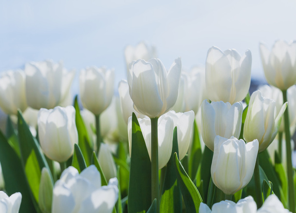 White blooming tulips in the spring garden - Fotó, kép