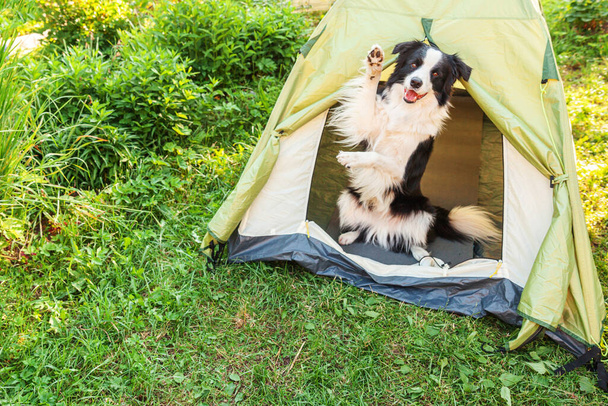 Outdoor portrait of cute funny puppy dog border collie sitting inside in camping tent. Pet travel, adventure with dog companion. Guardian and camping protection. Trip tourism concept - Photo, Image