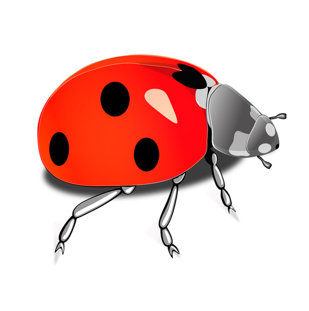 Ladybug on white background - 写真・画像