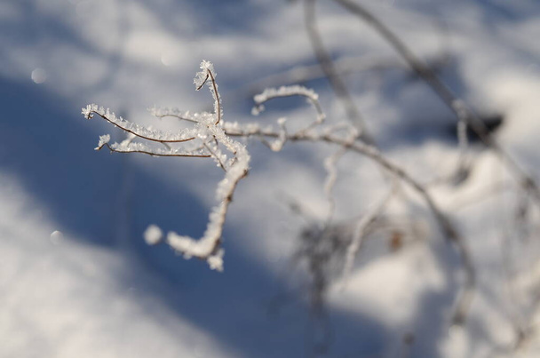 Κρύσταλλοι πάγου σε αποξηραμένο βότανο βυθισμένο στο χιόνι. - Φωτογραφία, εικόνα