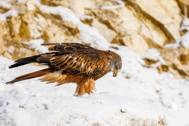 Κόκκινος αετός, Μίλβους Μίλβους, σκαρφαλωμένος σε χιονισμένο βράχο την ηλιόλουστη κρύα μέρα. Απειλούμενο αρπακτικό πουλί με κόκκινο φτερό. Χαριτωμένο πουλί με όμορφα μάτια και φτερά. Χειμερινή σκηνή άγριας ζωής. Περιβάλλον Ευρώπη, Αφρική. - Φωτογραφία, εικόνα